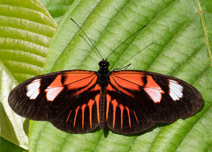The butterfly Heliconius melpomene plesseni photographed in Topo,,Ecuador