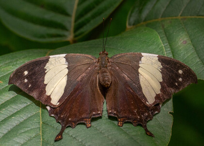 The butterfly Hypna clytemnestra photographed in Mariposario Dedalma, Mera,Ecuador
