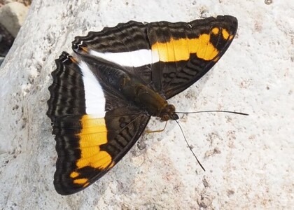 The butterfly Adelpha thesprotia photographed in Meretari, Puerto Ocopa,Peru