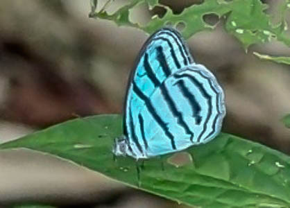 The butterfly Caeruleuptychia lobelia photographed in Pantiacolla,Peru