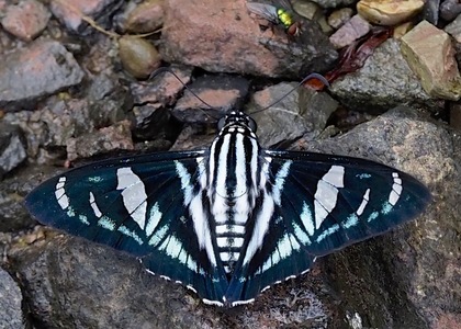 The butterfly Jemadia albescens photographed in Rio Coloradiro, Pillcopata,Peru