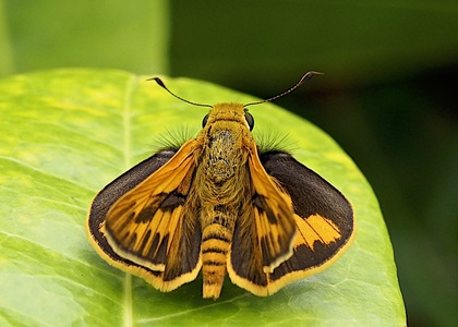 The butterfly Telicota colon photographed in Tao Garden,Thailand