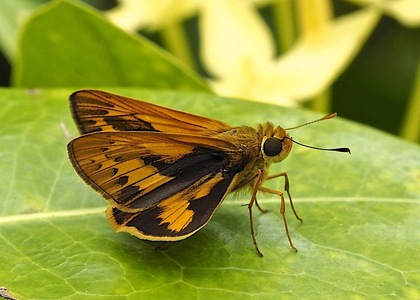 The butterfly Telicota colon photographed in Thailand