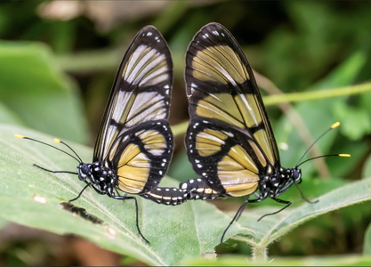 The butterfly Methona confusa psamathe photographed in Picuroyacu, Iquitos,Peru