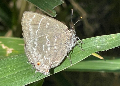 The butterfly Contrafacia ahola photographed in Vilcabamba,Ecuador