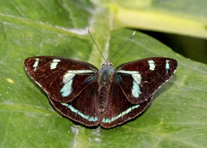 The butterfly Perisama humboldtii photographed in Rocatal, Manu Road,Peru