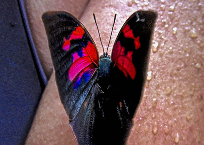 The butterfly Fountainea nessus photographed in Colombia