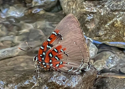 The butterfly Brangas caranus or getus photographed in Peru