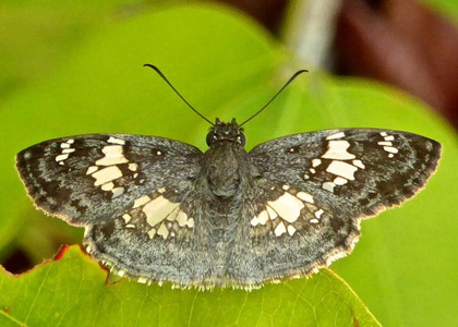 The butterfly Xenophanes tryxus photographed in Belize