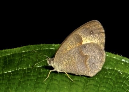 The butterfly Heteropsis photographed in Andasibe Mantadia N.P.,Madagascar