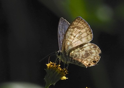 The butterfly Leptotes plinius pseudocassius photographed in Mullumbimby Palm Park,Australia