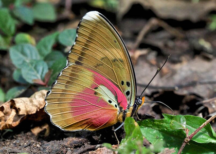 The butterfly Euphaedra diffusa diffusa photographed in Sunbird Hill, Kamwenge.,Uganda