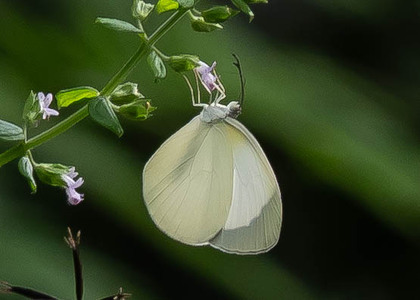 The butterfly Eurema albula photographed in Rio Bertha, Marankiari,Peru