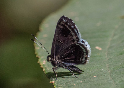The butterfly Detritivora cf. manu photographed in Alto Portillo, Rio Negro,Peru
