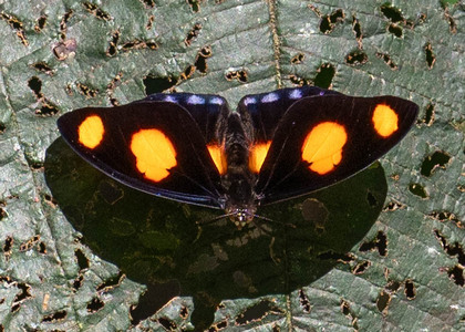 The butterfly Catonephele numilia photographed in Rio Bertha, Marankiari,Peru