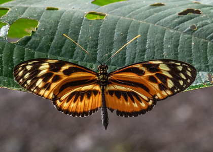 The butterfly Heliconius ethilla photographed in Alto Portillo, Rio Negro,Peru