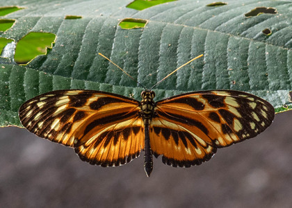 The butterfly Heliconius ethilla photographed in Peru