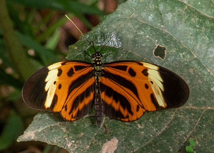 The butterfly Heliconius numata tarapotensis photographed in Peru