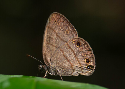 The butterfly Hermeuptychia hermes photographed in Rio Bertha, Marankiari,Peru