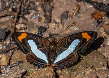 The butterfly Adelpha iphiclus iphiclus photographed in Alto Portillo, Rio Negro,Peru