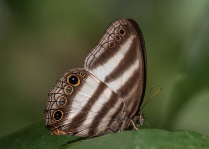 The butterfly Pareuptychia hesionides photographed in Peru
