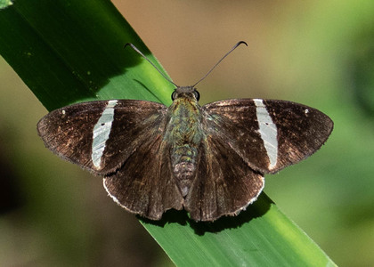 The butterfly Autochton zarex photographed in Rio Bertha, Marankiari,Peru