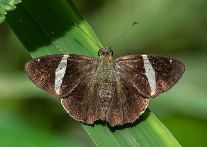 The butterfly Autochton zarex photographed in Alto Portillo, Rio Negro,Peru