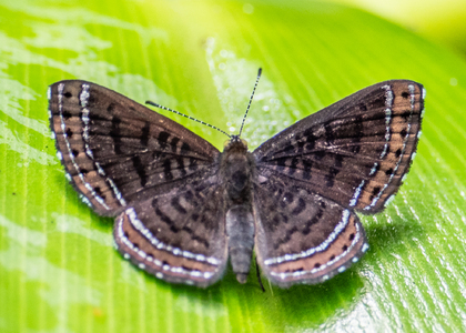 The butterfly Charis anius photographed in Peru
