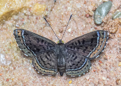 The butterfly Charis anius photographed in Peru