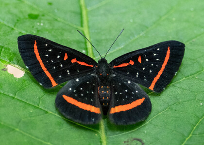 The butterfly Amarynthis meneria photographed in Alto Portillo, Rio Negro,Peru