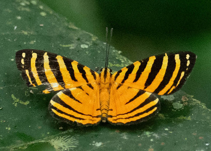 The butterfly Hyphilaria parthenis photographed in Peru