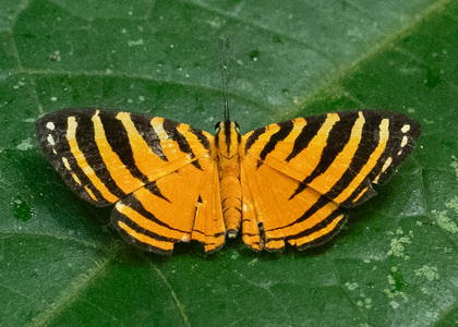 The butterfly Hyphilaria parthenis photographed in Peru