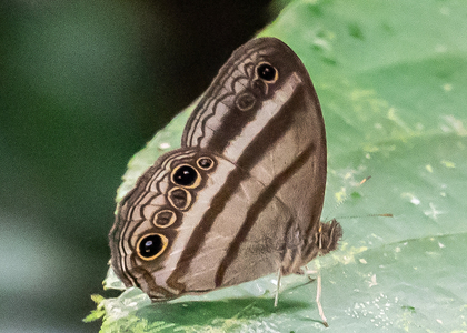 The butterfly Modica myncea photographed in Alto Portillo, Rio Negro,Peru