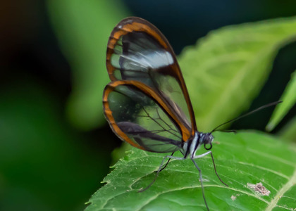 The butterfly Pseudoscada timna photographed in Peru