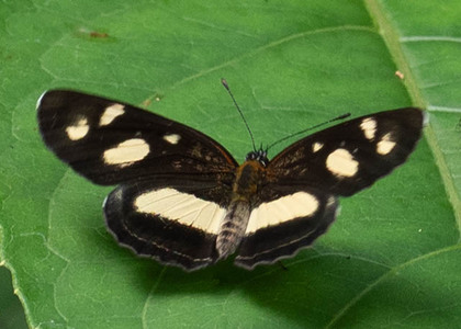 The butterfly Eresia clio clio photographed in Alto Portillo, Rio Negro,Peru