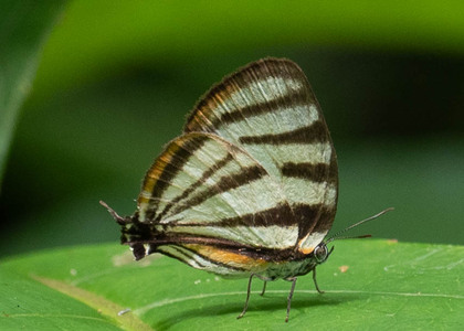 The butterfly Arawacus separata photographed in Alto Portillo, Rio Negro,Peru