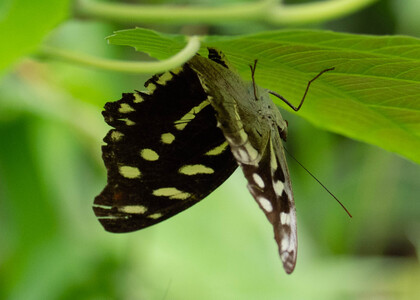 The butterfly Catonephele acontius acontius photographed in Alto Portillo, Rio Negro,Peru