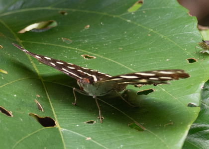The butterfly Catonephele acontius acontius photographed in Peru
