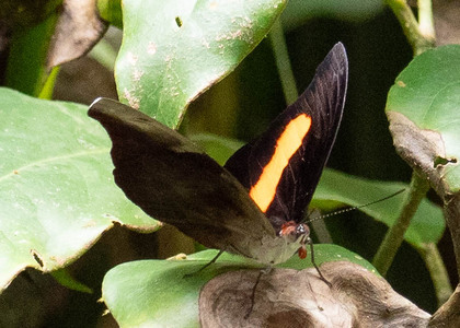 The butterfly Catonephele acontius acontius photographed in Peru
