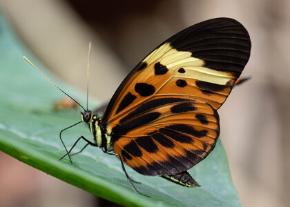 The butterfly Heliconius numata tarapotensis photographed in Alto Portillo, Rio Negro,Peru