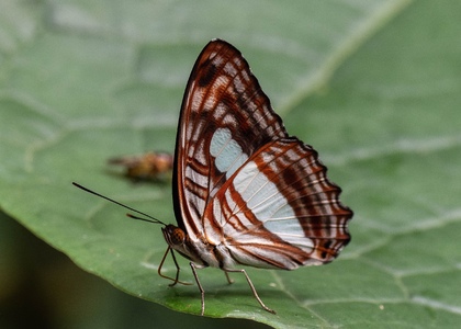 The butterfly Adelpha iphicleola thessalita photographed in Peru
