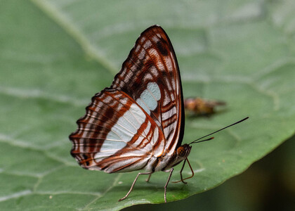The butterfly Adelpha iphiclus iphiclus photographed in Picuroyacu, Iquitos,Peru