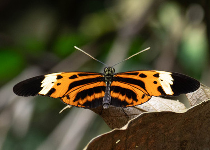 The butterfly Heliconius numata tarapotensis photographed in Peru