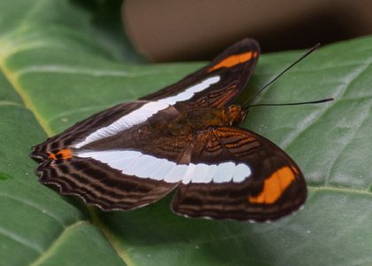 The butterfly Adelpha iphiclus iphiclus photographed in Peru