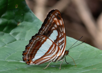 The butterfly Adelpha iphiclus iphiclus photographed in Peru