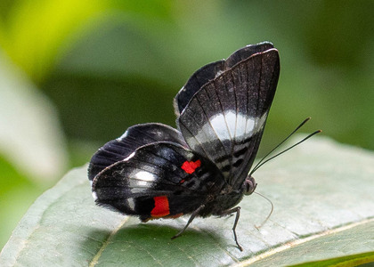 The butterfly Cyrenia martia photographed in Peru