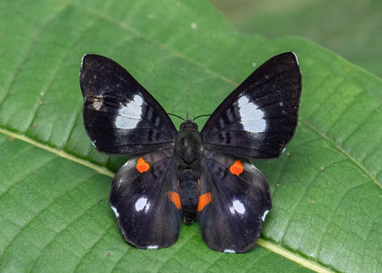 The butterfly Cyrenia martia photographed in Alto Portillo, Rio Negro,Peru
