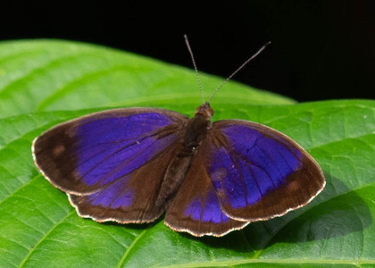 The butterfly Eunica marsolia fasula photographed in Peru
