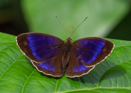 The butterfly Eunica marsolia fasula photographed in Peru