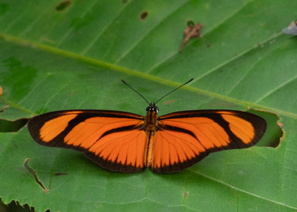 The butterfly Eueides aliphera aliphera photographed in Alto Portillo, Rio Negro,Peru